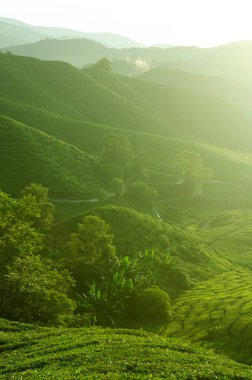 Cameron Highlands Malezya 'daki çay çiftlikleri. Sabahın erken saatlerinde sisle gün doğumu.