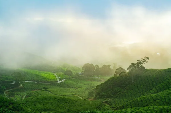 Pohled Krajinu Čajových Plantáží Cameron Highlands Malajsie — Stock fotografie