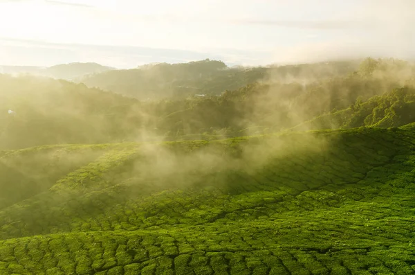 Vue Lever Soleil Sur Paysage Plantation Thé Aux Cameron Highlands — Photo