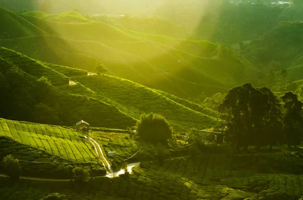 マレーシア キャメロンハイランドの茶畑風景の日の出ビュー — ストック写真