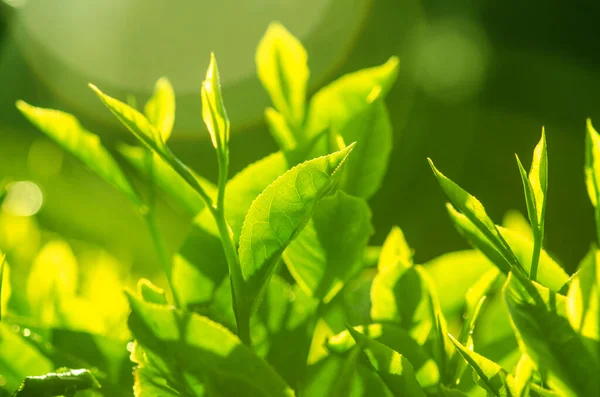 背景にプランテーションのある茶葉 朝の景色 — ストック写真