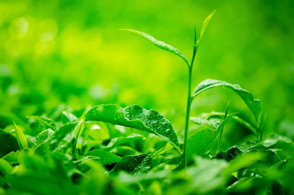Arka Planda Tarlalı Çay Yaprağı Sabah Manzaralı — Stok fotoğraf