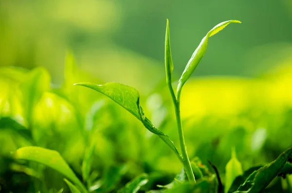 Liść Herbaty Plantacją Tle Widok Rano — Zdjęcie stockowe