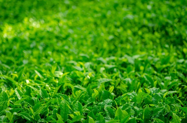 Hoja Con Plantación Fondo Vista Mañana — Foto de Stock