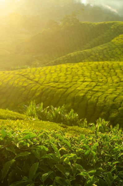 Čajové Plantáže Cameron Highlands Malajsie Brzy Ráno Vychází Slunce Mlhou — Stock fotografie