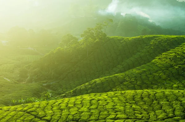 Čajové Plantáže Cameron Highlands Malajsie Brzy Ráno Vychází Slunce Mlhou — Stock fotografie