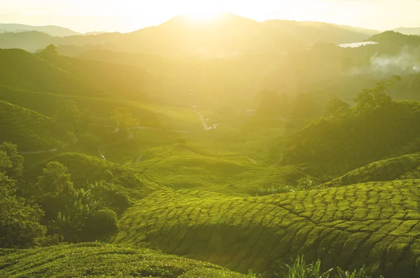 Plantations Thé Cameron Highlands Malaisie Lever Soleil Tôt Matin Avec — Photo