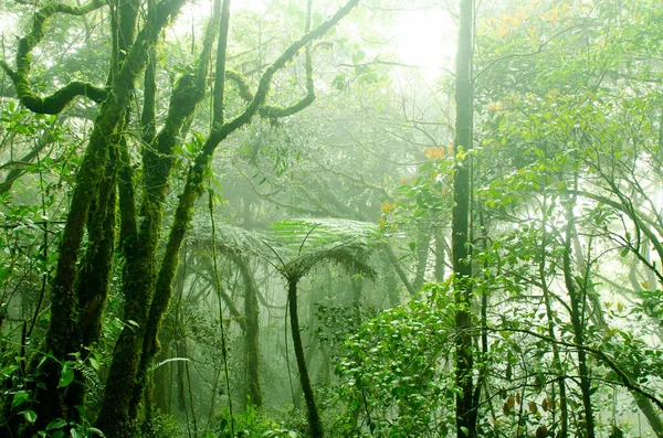Mossy Erdő Cameron Highlands Malajzia — Stock Fotó