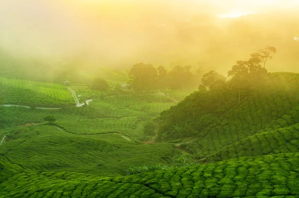 Vista Nascer Sol Paisagem Plantação Chá Cameron Highlands Malásia Imagens De Bancos De Imagens Sem Royalties