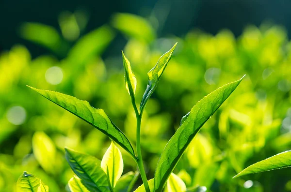Liść Herbaty Plantacją Tle Widok Rano Obrazek Stockowy