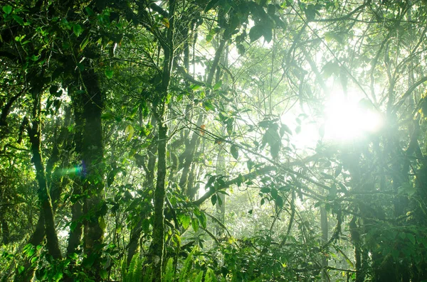 Forêt Moussue Cameron Highlands Malaisie — Photo