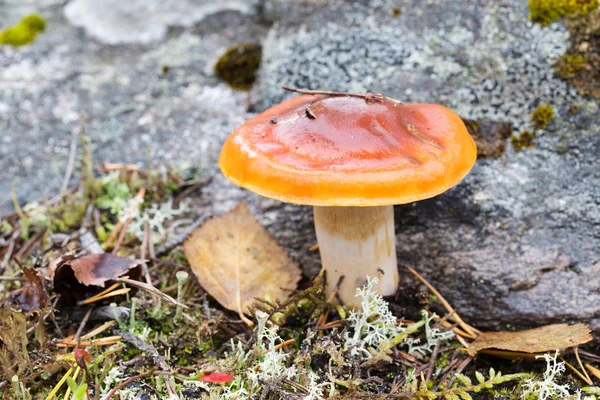 Brown mushroom on background stone — Stock fotografie