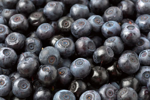 Background blueberries closeup — Stock Photo, Image