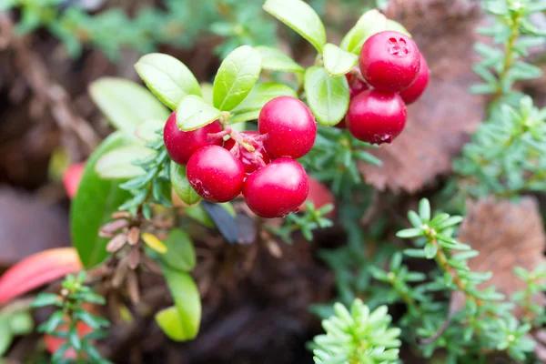 Arbusto cranberries na floresta — Fotografia de Stock