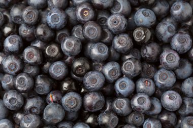 Olgun Kuzey yaban mersini