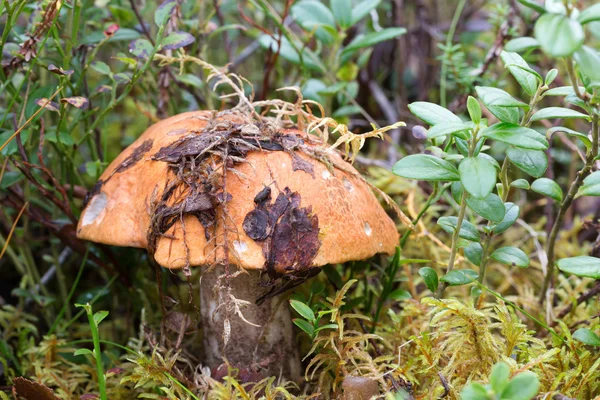 Bush arándanos en el bosque — Foto de Stock