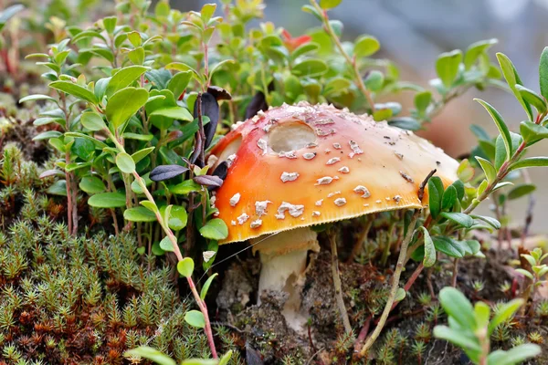 Poisonous mushroom a fly — Stock fotografie