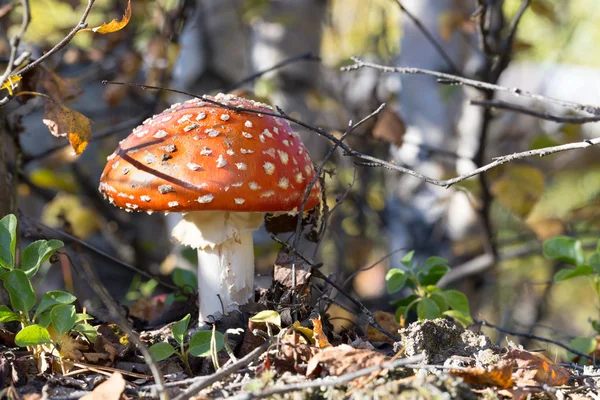 Fungo rosso / sgabello nella foresta — Foto Stock