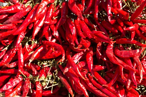 Red chili peppers in a bunch in the sunlight — Stock Photo, Image