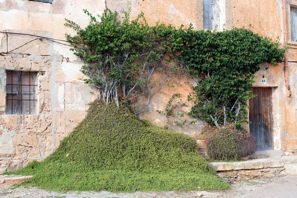 Muro di una casa abbandonata ricoperta di edera verde — Foto Stock