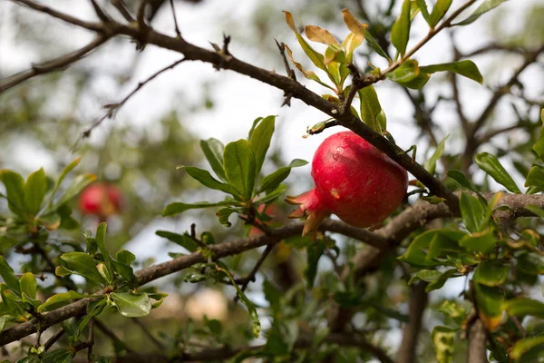 Granatäpple frukt på grenarna i ett träd — Stockfoto