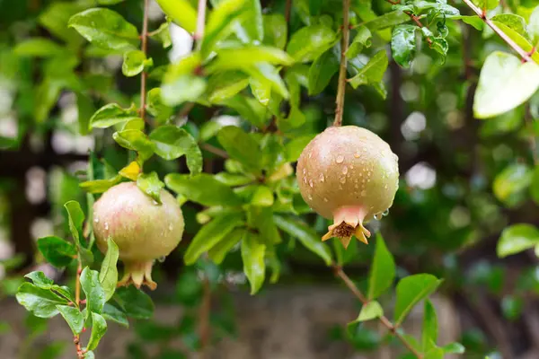 Pomegranate fruit growing — Stock Photo, Image