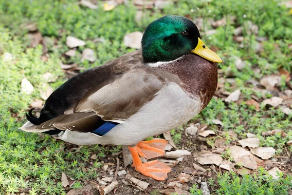 Drake på baggrund af blade - Stock-foto