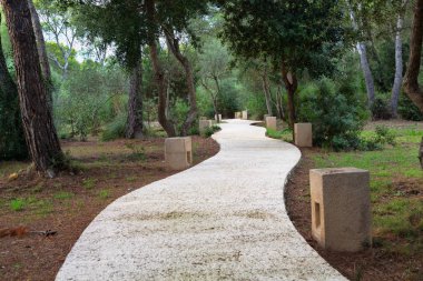 Orman yolundaki bulutlu