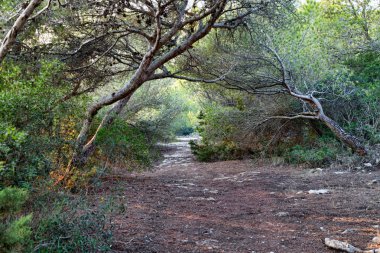 Gün batımı ışık sokakta park