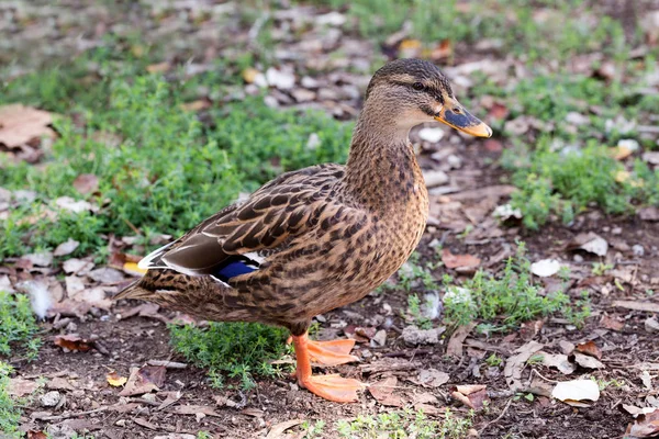 Duck on a background of foliage — Stock Photo, Image