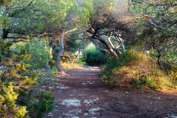 Pathway in a mystical forest — Stock Photo, Image