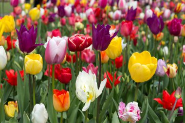 keukenhof bahçesinde renkli Lale