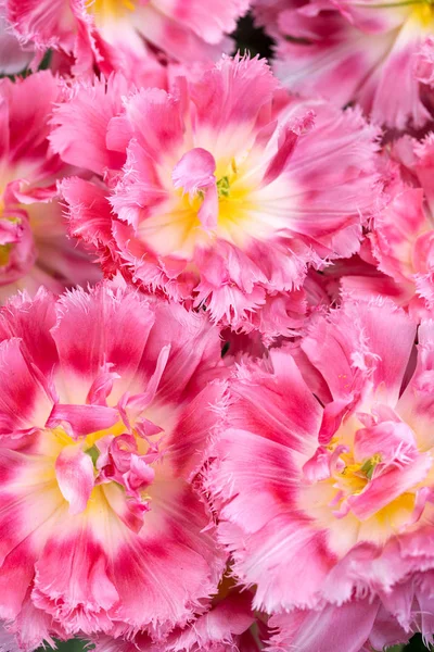 Tulipa close-up — Fotografia de Stock