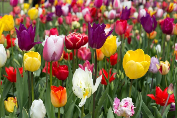 keukenhof bahçesinde renkli Lale