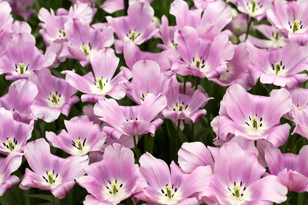 Background of colorful fresh tulips at Keukenhof Royalty Free Stock Photos