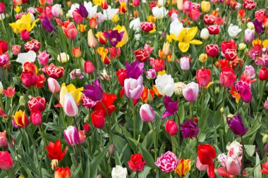 Lale Keukenhof parkta