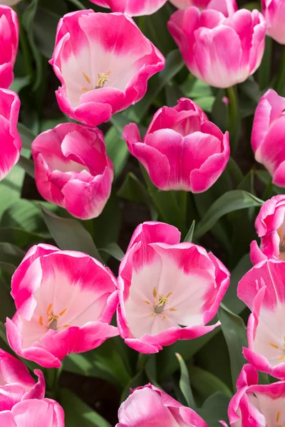 Background of colorful fresh tulips at Keukenhof garden, the Net — Stock Photo, Image