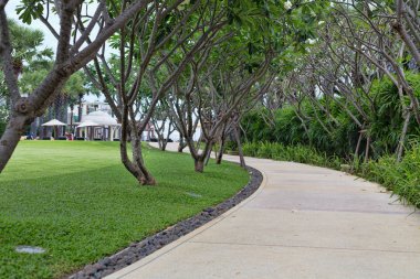 ağaçlar ve çim yolu