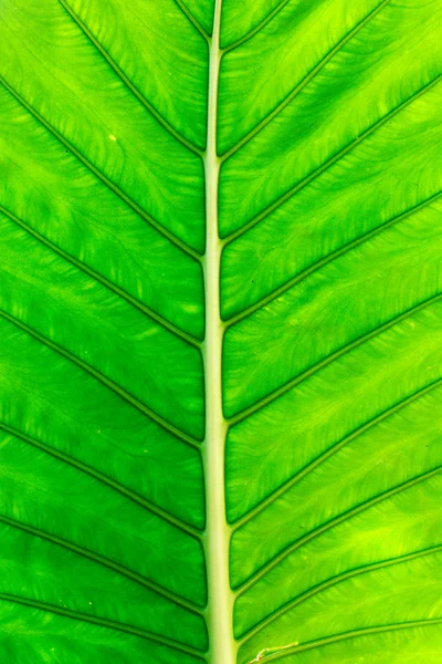 Green leaf on a gleam — Stock Photo, Image