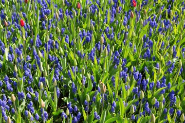 Muscari Keukenhof. 