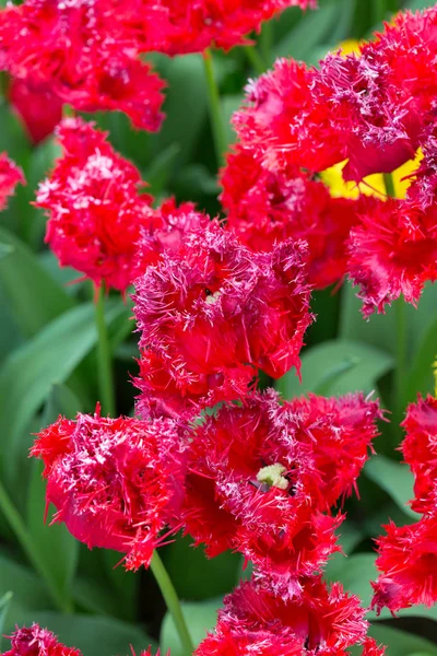 Red tulips on nature background — Stock Photo, Image