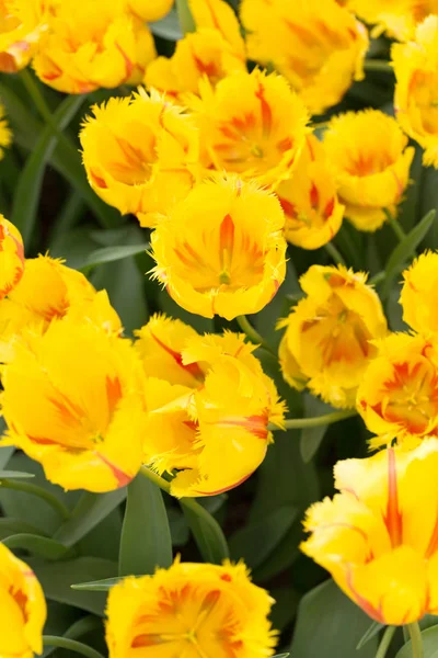 Background of colorful fresh tulips at Keukenhof garden, Netherl — Stock Photo, Image