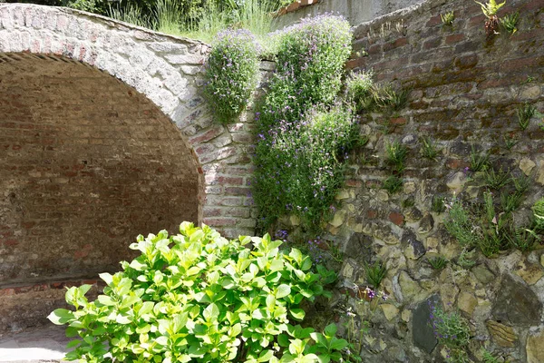 Gras auf einer alten Ziegelmauer — Stockfoto