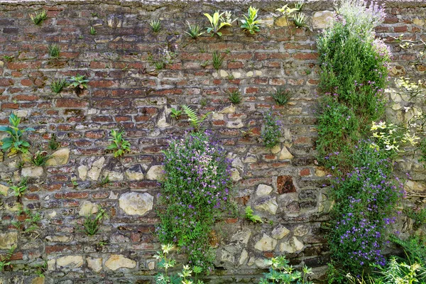 Трава на старій цегляній стіні . — стокове фото