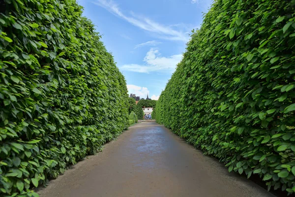 Corridor of green bushes against the blue sky — Stock Photo, Image