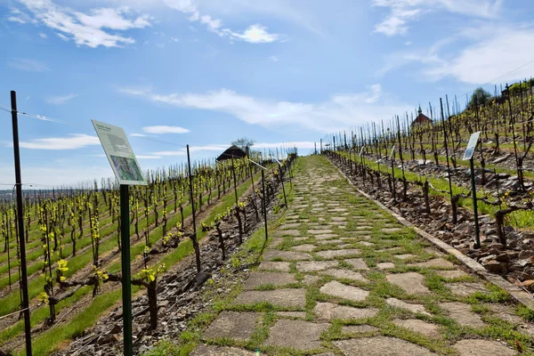 Fiatal vineyard ültetett, párhuzamos sorokban a dombos — Stock Fotó