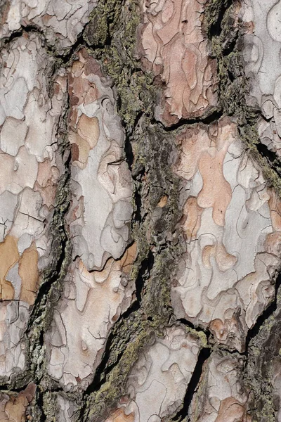 Pine tree schors achtergrond. Natuurlijke textuur close-up. — Stockfoto