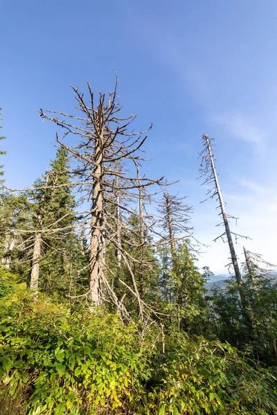 Tote Bäume im Wald im Sommer an sonnigem Tag — Stockfoto