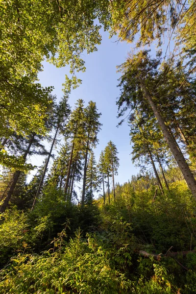 Paisaje forestal, árboles verdes en verano — Foto de Stock