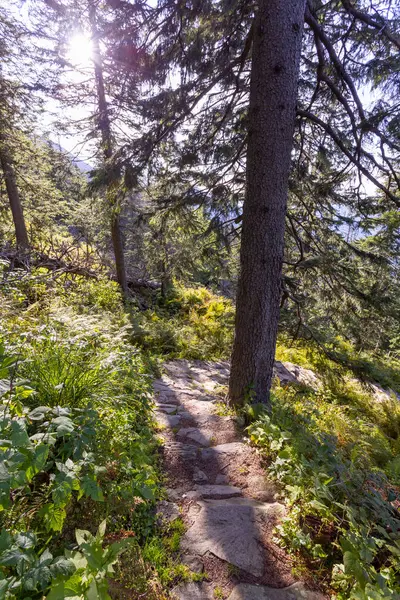 Path way in forest, summer nature landscape at sunset — ストック写真